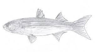 Image result for Liza ramada