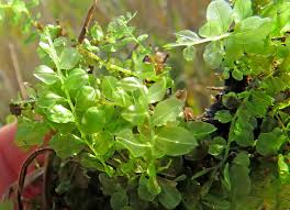 Attēlu rezultāti vaicājumam “Plagiomnium elatum”