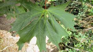 Attēlu rezultāti vaicājumam “Acer platanoides leaf”