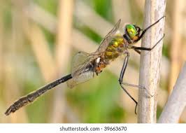 Attēlu rezultāti vaicājumam “Cordulia aenea”