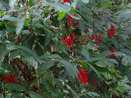 Attēlu rezultāti vaicājumam “Sambucus racemosa leaf”