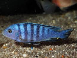 Risultati immagini per cynotilapia pulpican