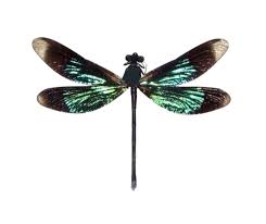 Attēlu rezultāti vaicājumam “Calopteryx virgo”