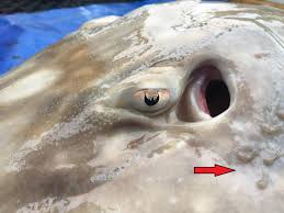Image result for Dipturus intermedius