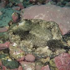 Image result for Microstomus kitt