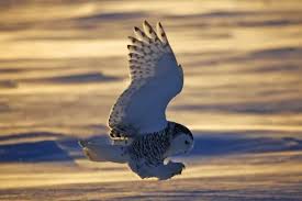 Image result for Bubo scandiacus