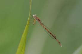 Attēlu rezultāti vaicājumam “Sympecma paedisca”