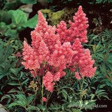 Image result for Astilbe