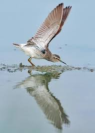 Attēlu rezultāti vaicājumam “Tringa glareola adult”