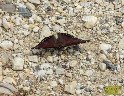 Attēlu rezultāti vaicājumam “Nymphalis antiopa underside”