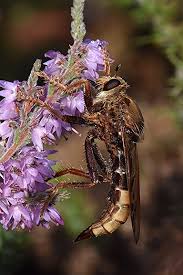 Attēlu rezultāti vaicājumam “Asilus crabroniformis”