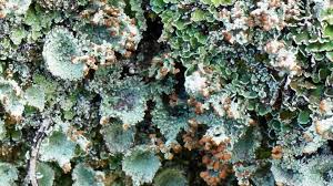 Attēlu rezultāti vaicājumam “Cladonia pyxidata”