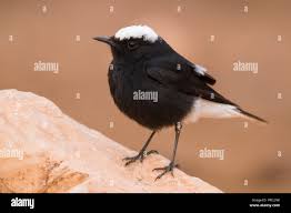 Image result for Oenanthe leucopyga