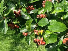 Attēlu rezultāti vaicājumam “Crataegus persimilis fruit”