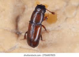 Attēlu rezultāti vaicājumam “Nitidulidae”