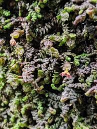 Attēlu rezultāti vaicājumam “Frullania dilatata”