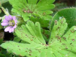 Attēlu rezultāti vaicājumam “Geranium pusillum leaf”
