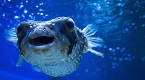 Image result for vissen