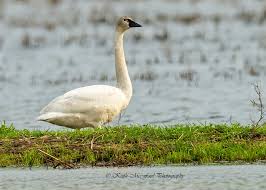 Attēlu rezultāti vaicājumam “Cygnus columbianus adult”