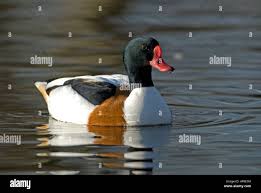 Attēlu rezultāti vaicājumam “Tadorna tadorna male”