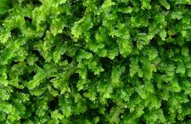 Attēlu rezultāti vaicājumam “Chiloscyphus”