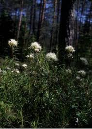 Attēlu rezultāti vaicājumam “Ledum palustre”
