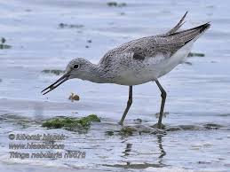 Attēlu rezultāti vaicājumam “Tringa nebularia”