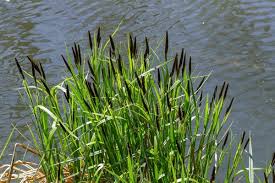 Attēlu rezultāti vaicājumam “Carex acuta leaf”