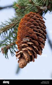 Attēlu rezultāti vaicājumam “Picea abies fo. virgata fruit”