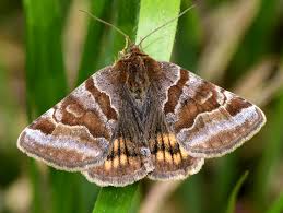 Attēlu rezultāti vaicājumam “Euclidia glyphica”