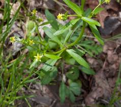 Attēlu rezultāti vaicājumam “Ranunculus elatior leaf”