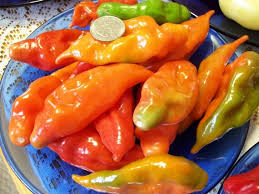 Afbeeldingsresultaat voor paper lantern hot pepper
