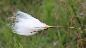 Attēlu rezultāti vaicājumam “Eriophorum angustifolium”
