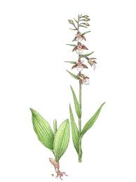 Attēlu rezultāti vaicājumam “Epipactis palustris bud”