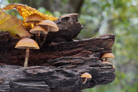 Attēlu rezultāti vaicājumam “Galerina marginata”