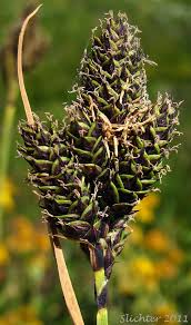 Attēlu rezultāti vaicājumam “Carex viridula fruit”