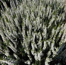 Attēlu rezultāti vaicājumam “Calluna vulgaris”