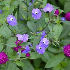 Image result for Browallia speciosa