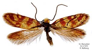 Attēlu rezultāti vaicājumam “Micropterigidae”