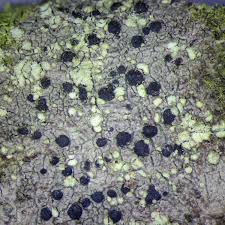 Attēlu rezultāti vaicājumam “Lecidella elaeochroma”