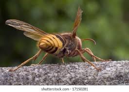 Attēlu rezultāti vaicājumam “Vespa crabro”