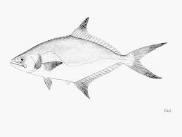 Image result for Lichia amia