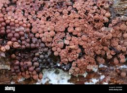 Attēlu rezultāti vaicājumam “Cribraria rubiginosa macro”