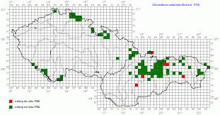 Attēlu rezultāti vaicājumam “Harminius undulatus”