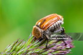 Attēlu rezultāti vaicājumam “Amphimallon solstitiale”