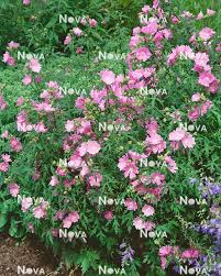 Image result for Malva alcea