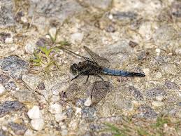 Attēlu rezultāti vaicājumam “Orthetrum cancellatum”