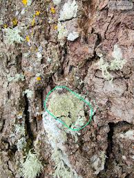 Attēlu rezultāti vaicājumam “Pertusaria flavida”