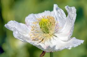 Image result for Papaver somniferum White Cloud