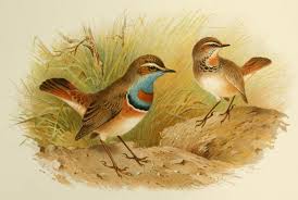 Attēlu rezultāti vaicājumam “Luscinia svecica adult”